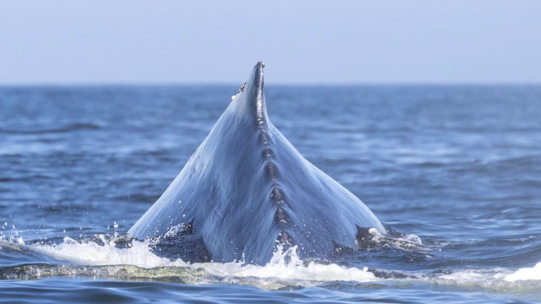 고래 지갑 이동 패턴으로 2026년 비트코인 매수 타이밍 포착 10 고래 모양의 아이콘과 함께 이동하는 비트코인 심볼