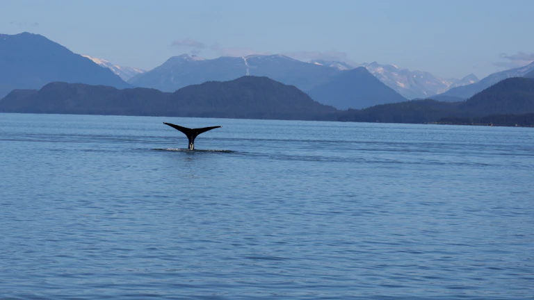 2026년 비트코인 폭락 전 징후 포착으로 리스크 최소화 9 고래 지갑의 비트코인 이동을 추적하는 모습