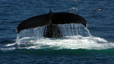 고래 지갑 이동 패턴으로 2026년 비트코인 매수 적정가 포착 35