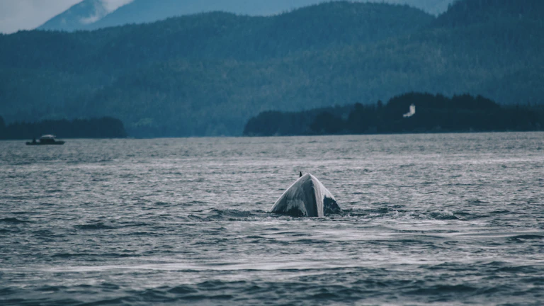거대한 고래가 디지털 화폐를 바라보고 있는 모습