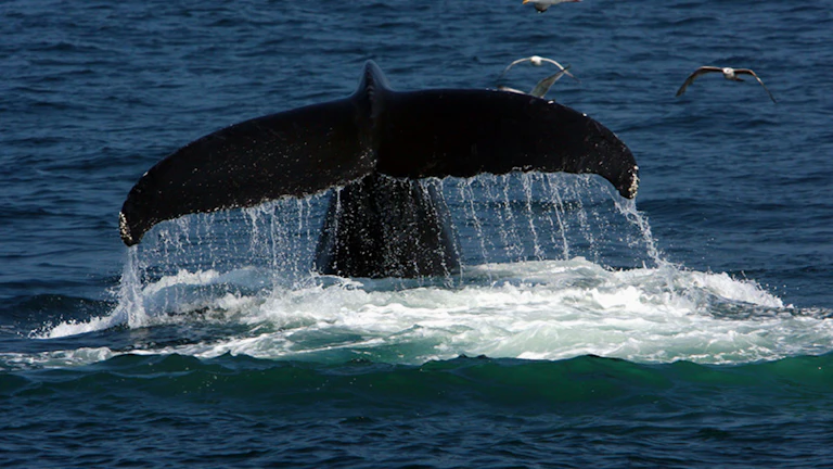 고래 지갑 이동 패턴으로 2026년 비트코인 매수 적정가 포착 9