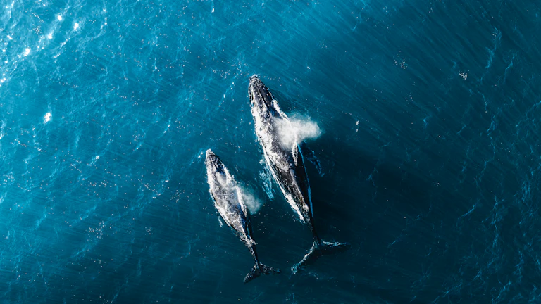 transaction-flow - 거대 고래 지갑의 자금 흐름 시각화 데이터