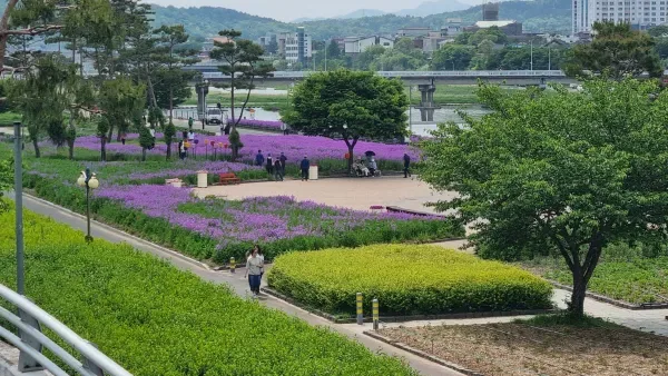영천 강변공원 주차장과 꽃밭 이동 동선