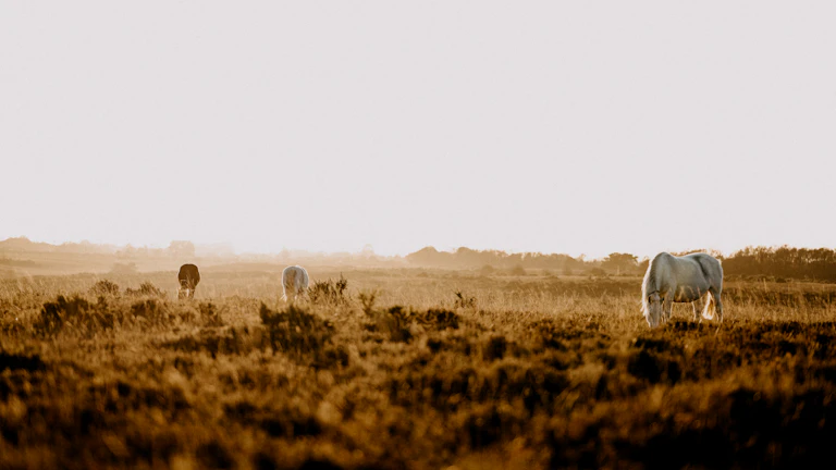 2020년 디파이 썸머, 이자 농사로 수익 극대화 전략 총정리 10 이자 농사의 기본적인 흐름을 나타내는 다이어그램