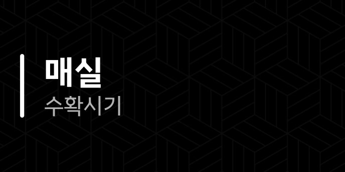 매실 수확시기