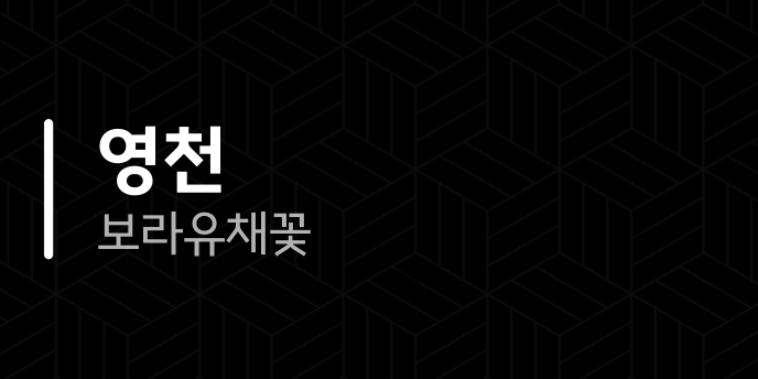 영천 보라유채꽃